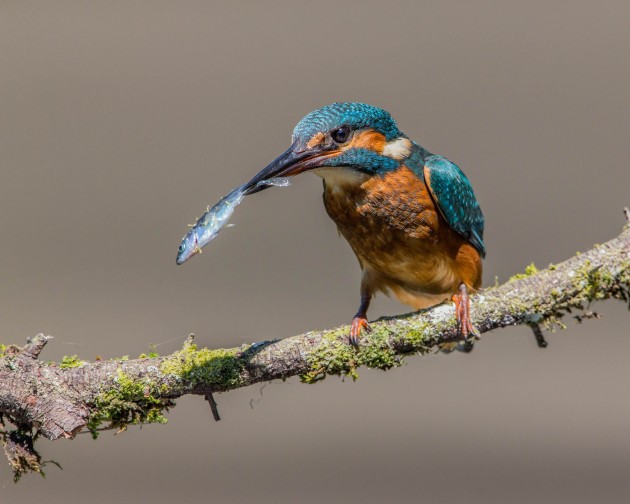 Kingfisher with (Flickr photo by Andy Morffew)