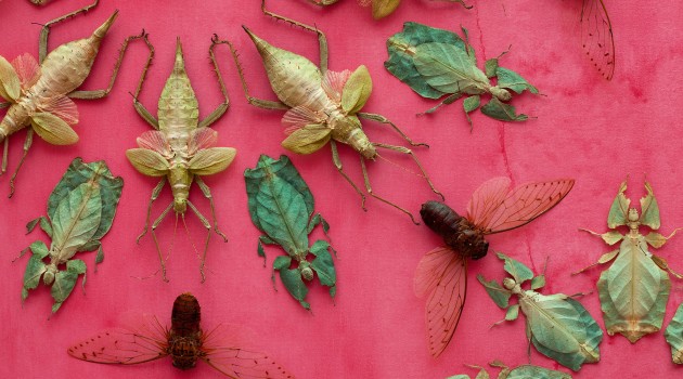 "In the Midnight Garden" by Jennifer Angus, 2015. Cochineal, various insects, and mixed media
(Courtesy of Jennifer Angus)