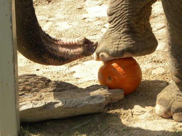 In Africa today several bitter species of squash are eaten and dispersed by elephants. Here an elephant stomps a pumpkin before eating it at the San Antonio Zoo. (Flickr photo by Karen)