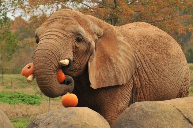 Mastadons, wolly mammoths and prehistoric elephants ate and spread the seeds of ancient wild squash across North America, even though the gourds were small, hard and bitter. Here an African elephant eats domestic pumpkins at a zoo event. (Flickr photo by Valerie)
