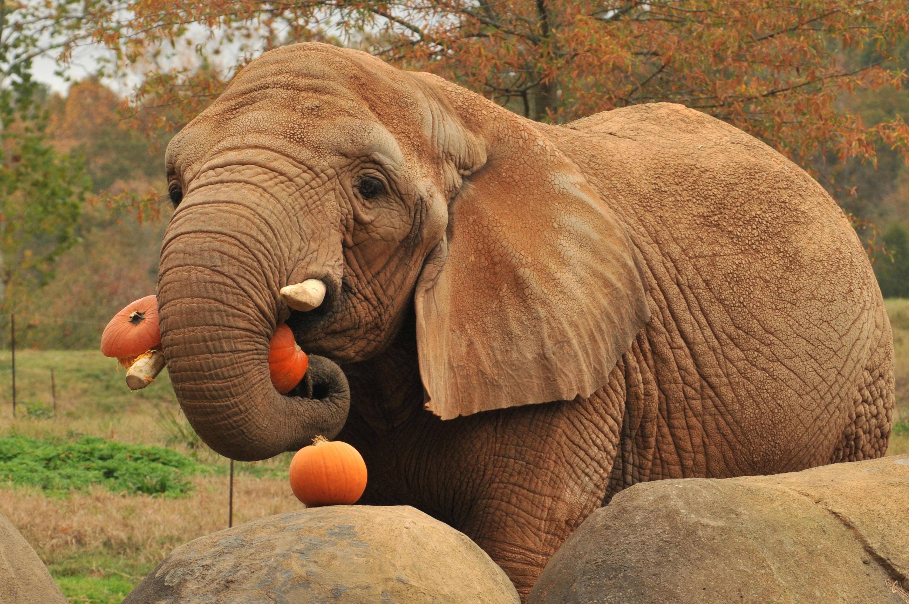 How Much Do Asian Elephants Eat A Day