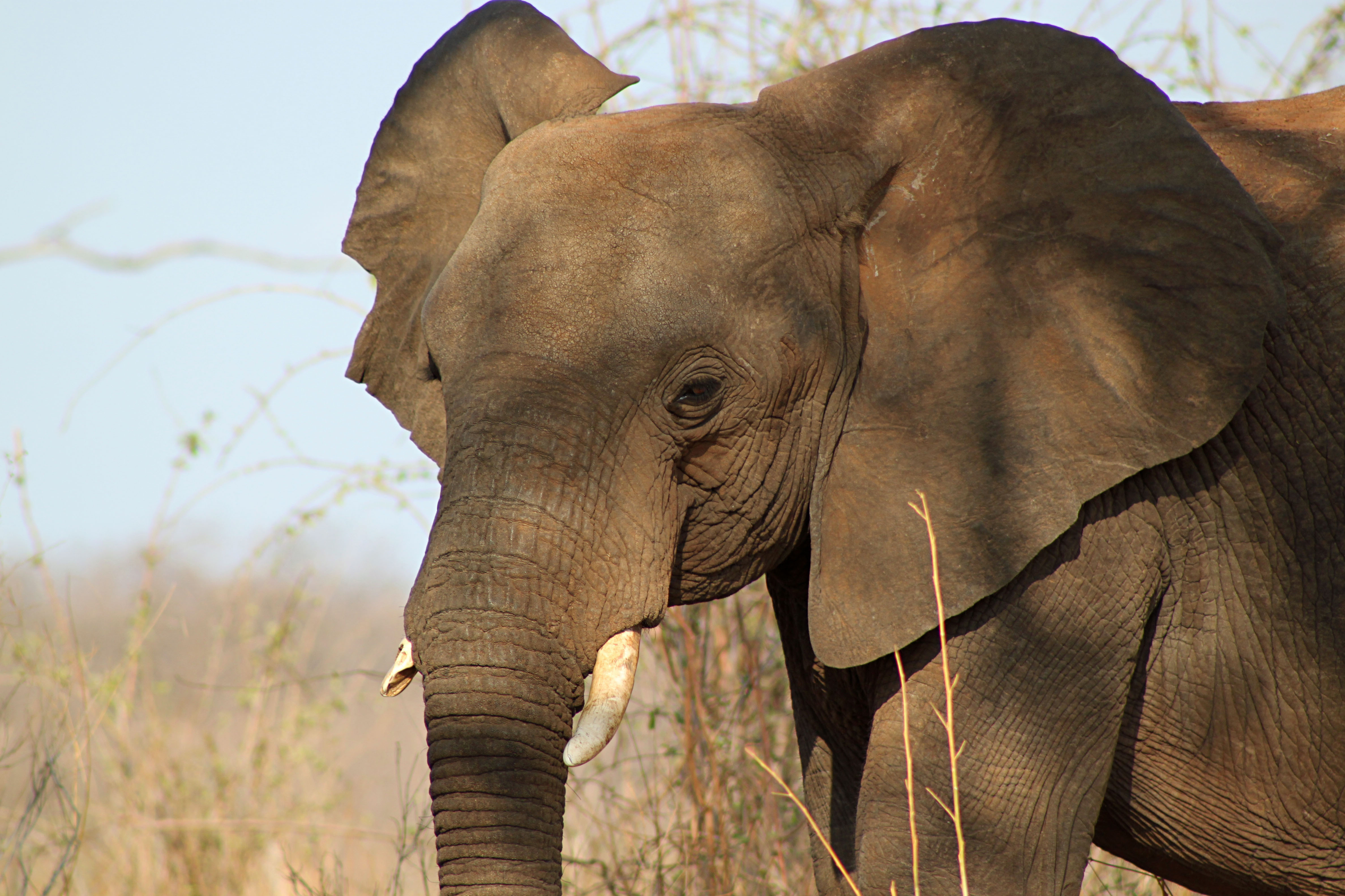 Smithsonian Insider – Pius Mahimbi African bush elephant | Smithsonian