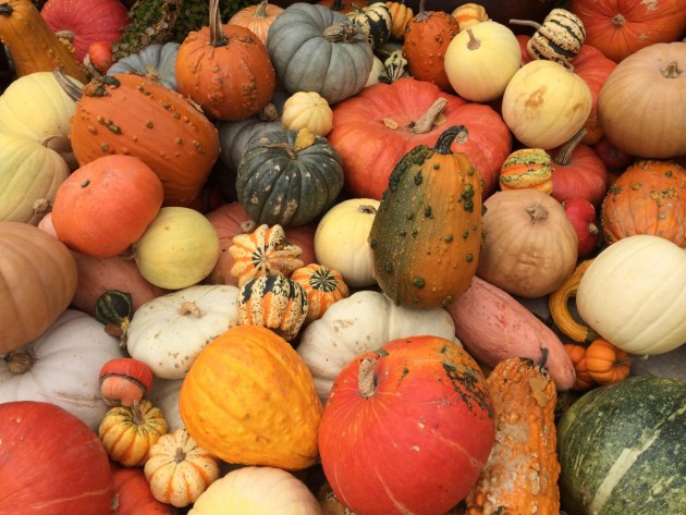 A variety of domestic squash gourds. (Photo by George Perry, Penn State)