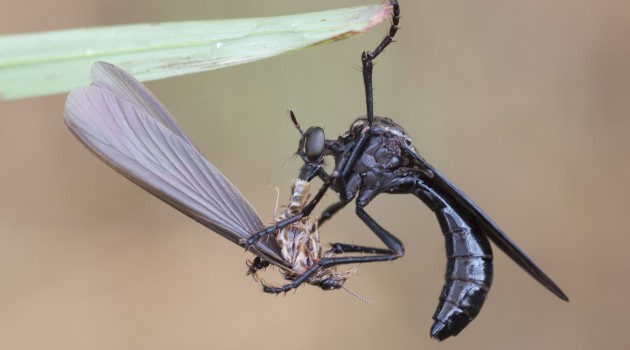 An a ssassin fly ("Pegesimallus sp.") eating a termite by sucking its dissolved tissue (Photo by Rob Felix)