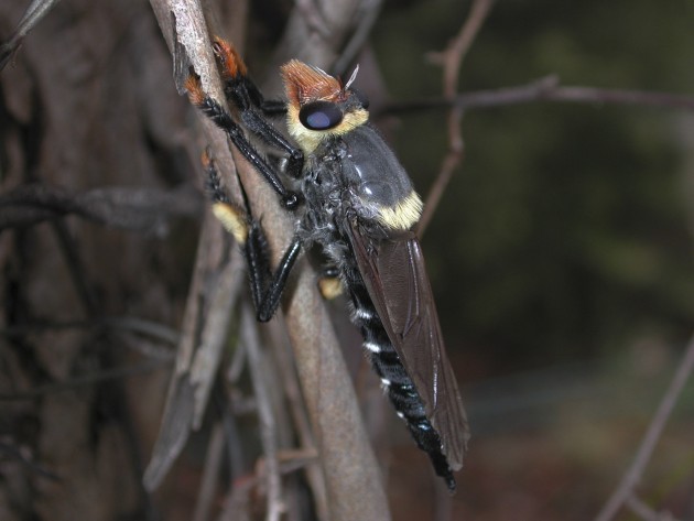 A giant Australian Robber Fly, "Phellus olgae" (Photo by Eileen Collins)