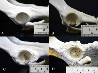 Dog pelvic bone