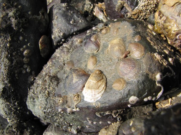 Contact, rather than chemical signals released into the water, induces sex change in slipper snails, "Crepidula marginalis," shown here in their natural, intertidal habitat. (Photo by Rachel Collin/STRI).