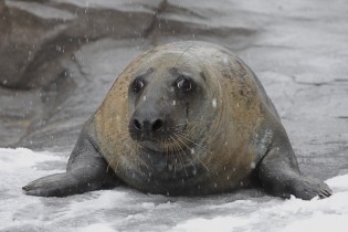 Gray seal