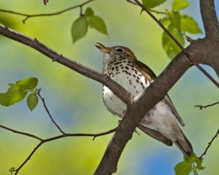 wood thrush