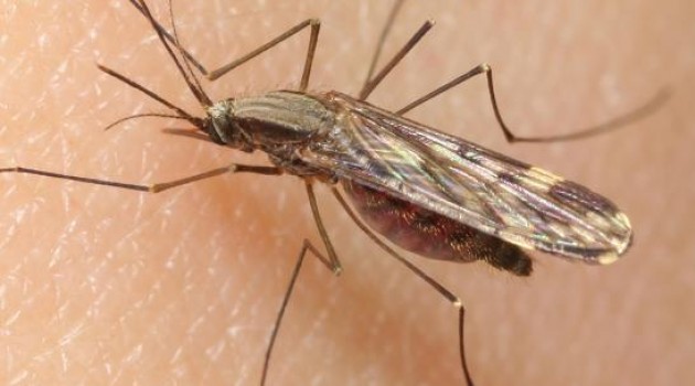 The "Anopheles punctipennis" mosquito is known to transmit the malaria parasite "Plasmodium odocoilei" between white-tailed deer. (Photo by Mike Quinn, TexasEnto.net)