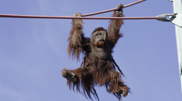 Get a flu shot? These orangutans did….