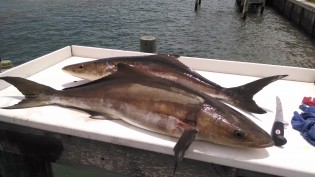 Cobia