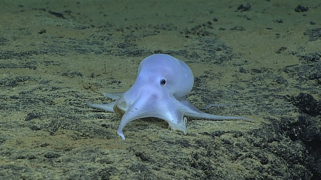a ghostlike octopod