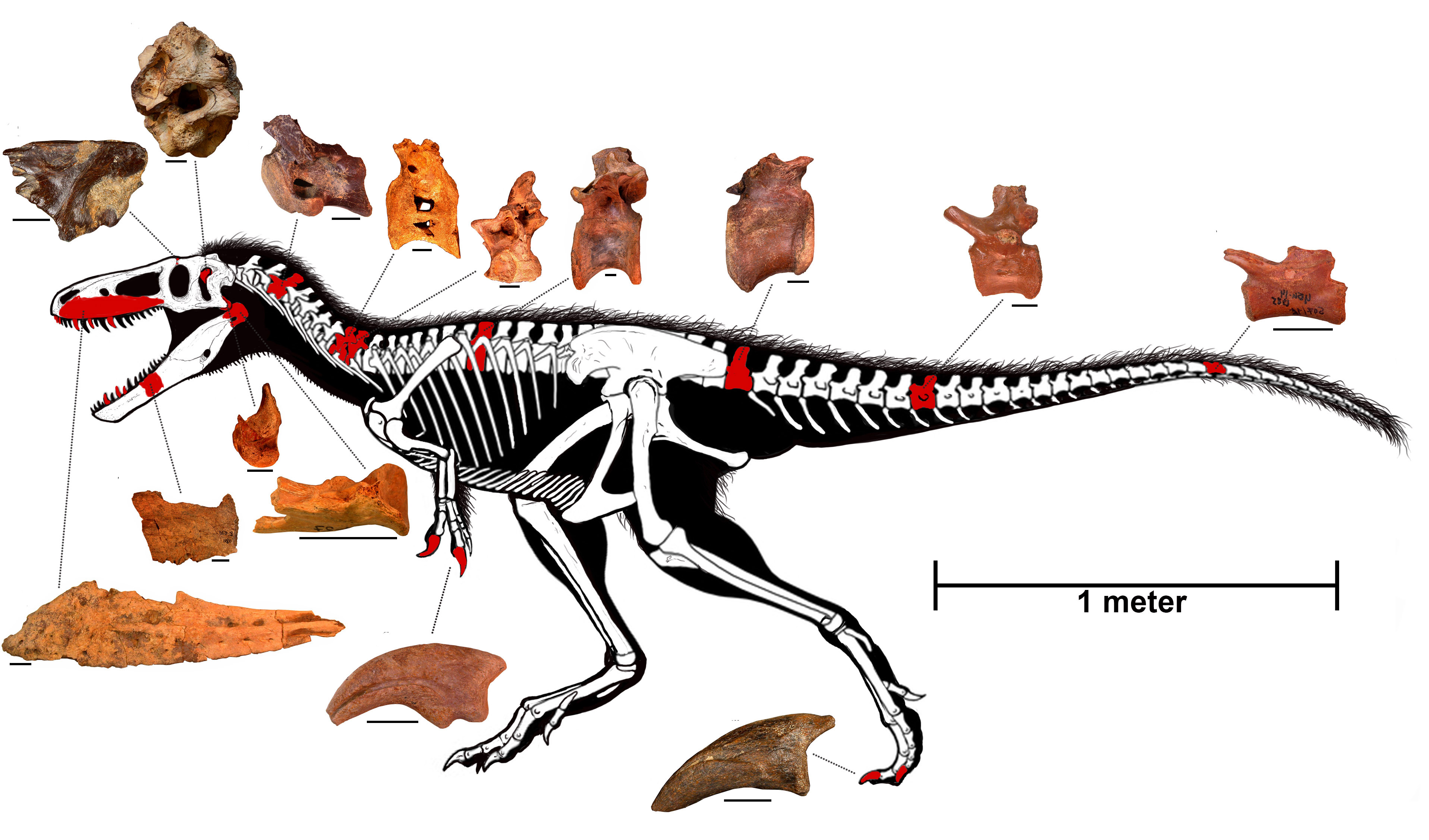 t rex evolved into chicken