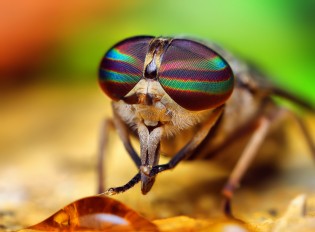horse fly