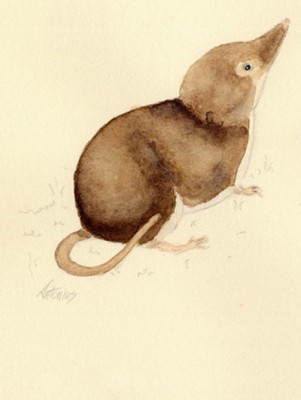 Egyptian pygmy shrew ("Crocidura religiosa")