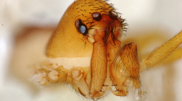 "Chilarchaea quellon," male: looking at the face of a trap-jaw spider, the long chelicerae are in front and you can see the fangs at the tip. A team of researchers led by Smithsonian scientist Hannah Wood has discovered that trap-jaw spiders have a surprising ability to strike their prey at lightning speed and with super-spider power. (Photo by Hannah Wood)