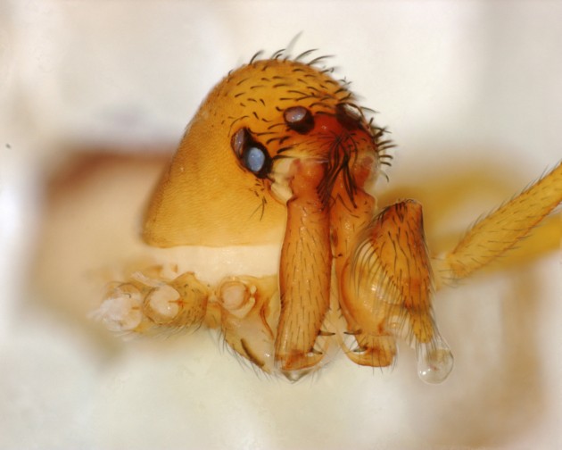 face of a trap-jaw spider