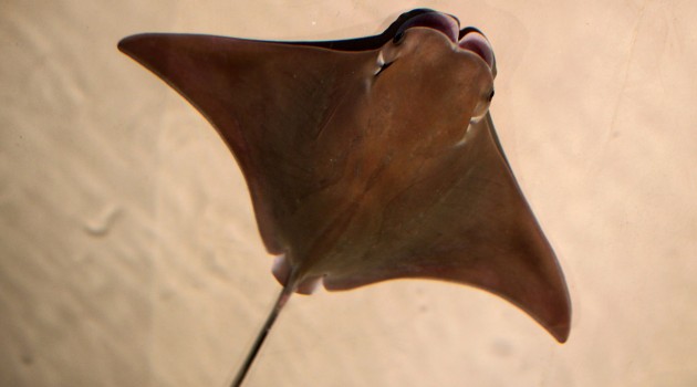 Cownose Rays Aquitted: Not Guilty of Decimating Chesapeake Oysters