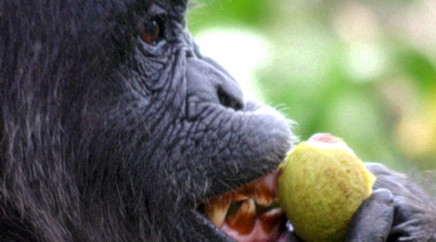 Chimpanzee in Kibale National Park, bites a fig. (Alain Houle photo)