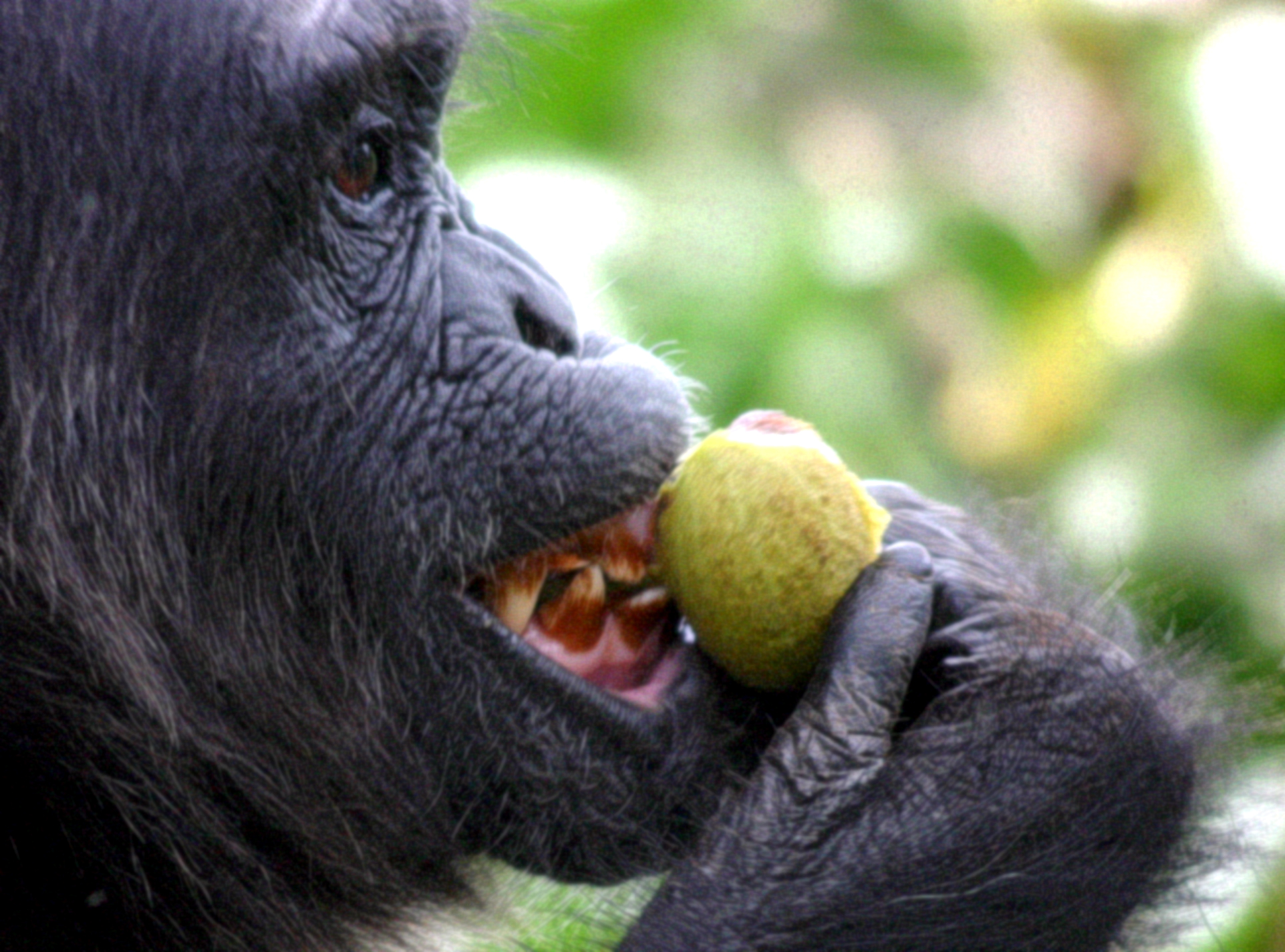 Did Ripening Fruit Help Hominids Develop Complex Hands Smithsonian Insider