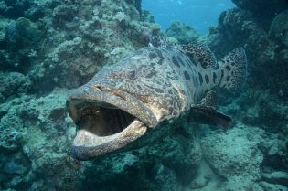 Potato cod (Epinephelus tukula)