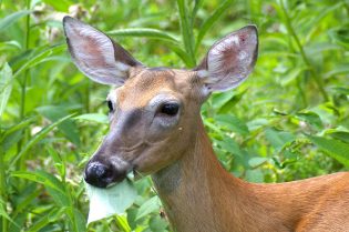 white-tailed deer