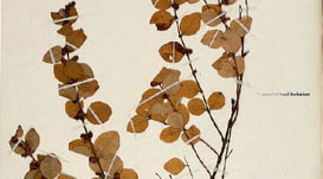 Digitizing the Smithsonian’s Botany Collection