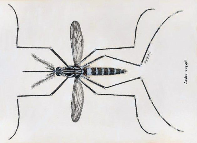 "Aedes aegypti"