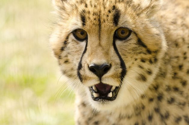 cheetah