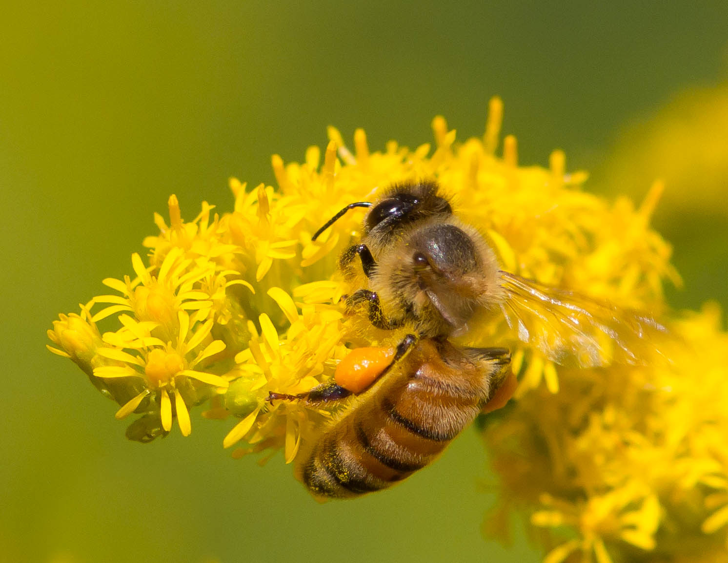 Discovery: Rising CO2 depletes pollen's nutritional potency, bees 