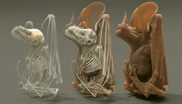 3D digital bat specimens