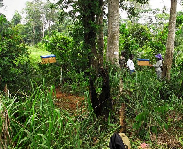 hanging bee hives