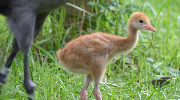 The first hooded crane chick hatched at the Smithsonian Conservation Biology Institute. (Photo: Chris Crowe)