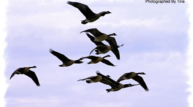 Why Birds Really Matter: Catherine McKenna
