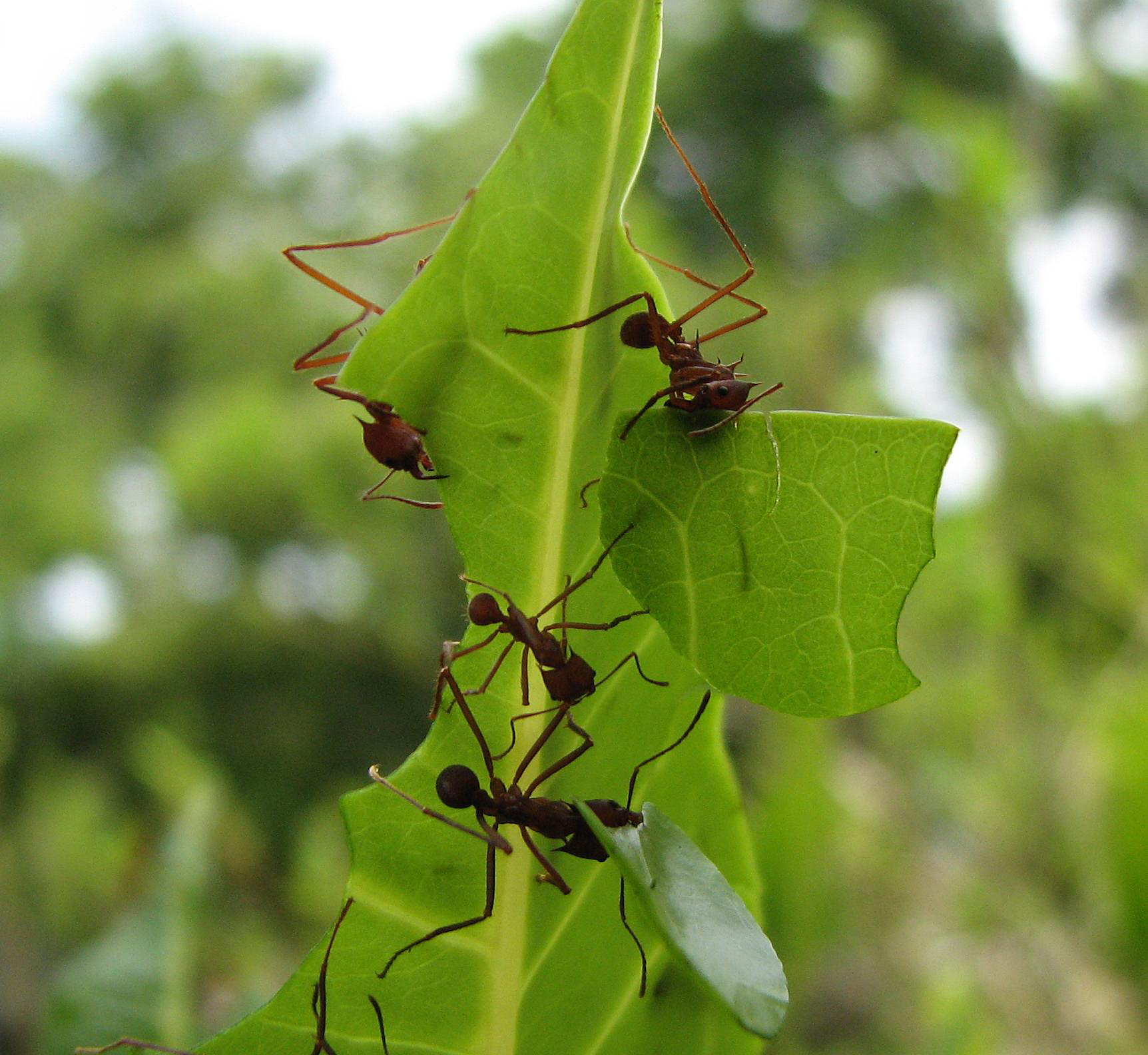 leaf cutter ant fungus