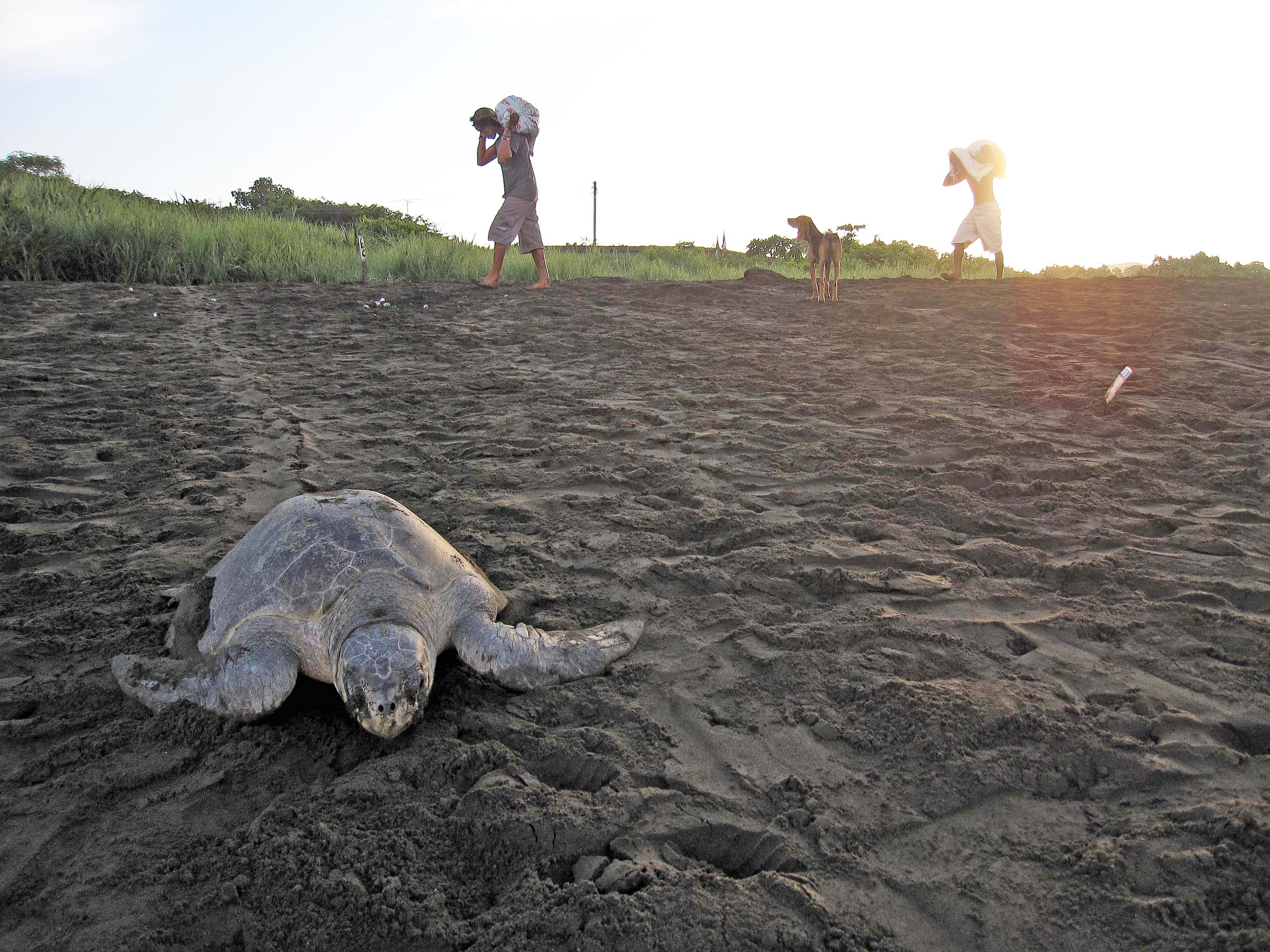 Smithsonian Insider Carrying bags Smithsonian Insider