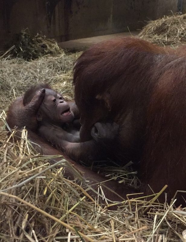 orangutan infant