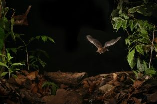 foraging