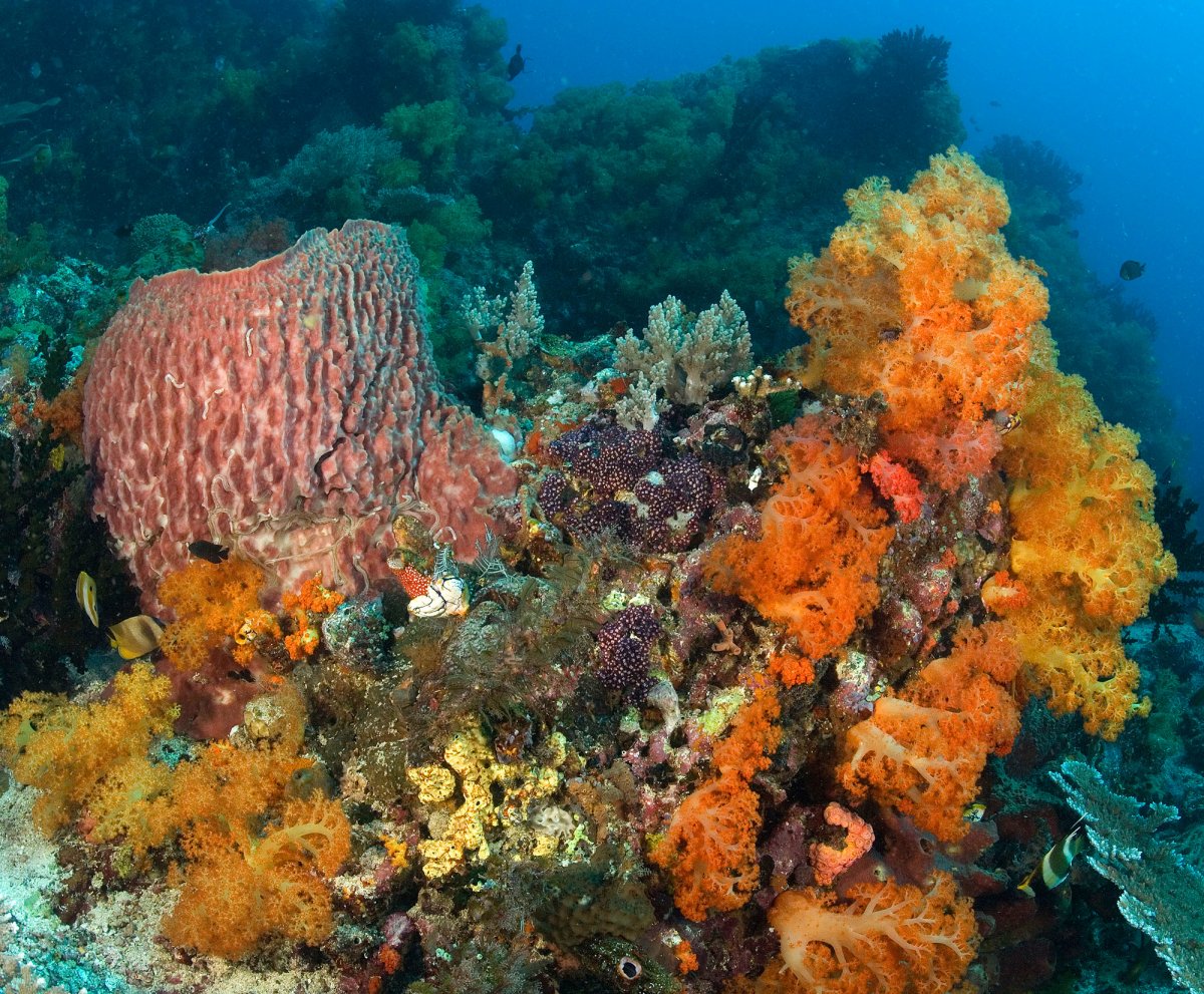 Caribbean Sponge Ecology Smithsonian Insider