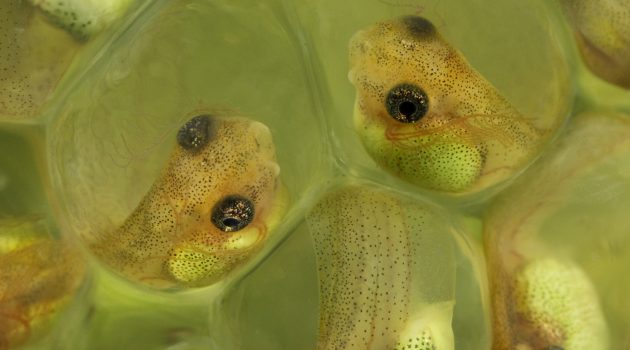 Close-up of red-eyed tree frog ("Agalychnis callidryas") embryos inside their eggs.