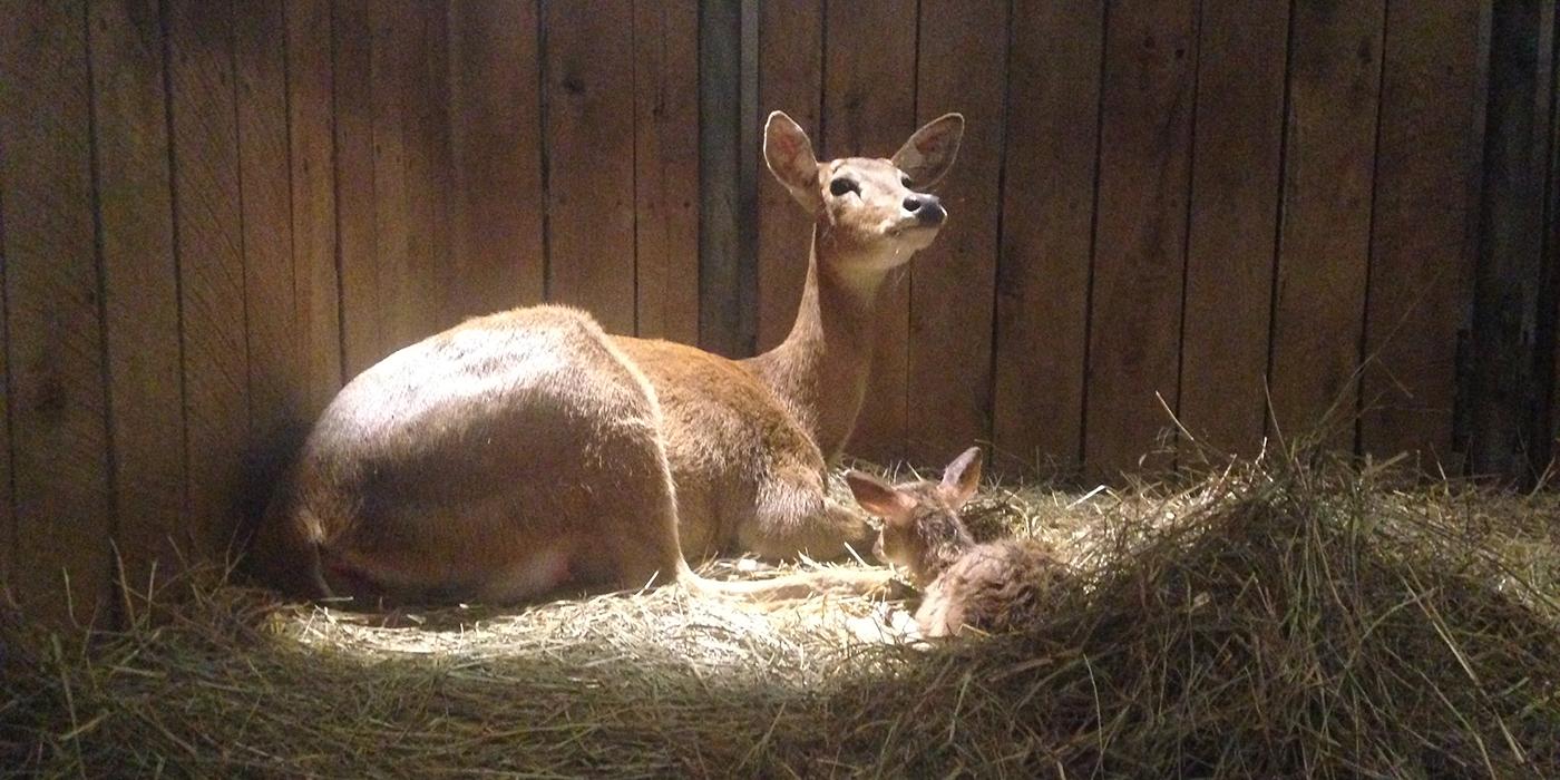 Eld's Deer Fawn Born at the Smithsonian Conservation Biology Institute | Smithsonian Insider