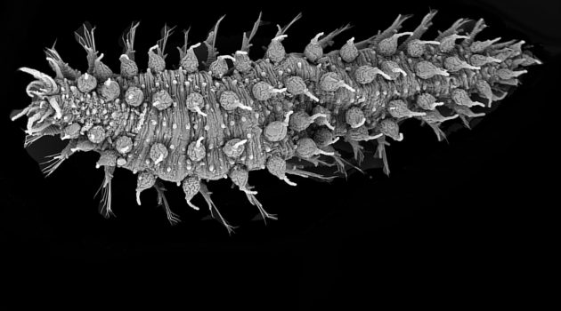 Bizarre new marine worms covered in bristles, wrinkles & bumps