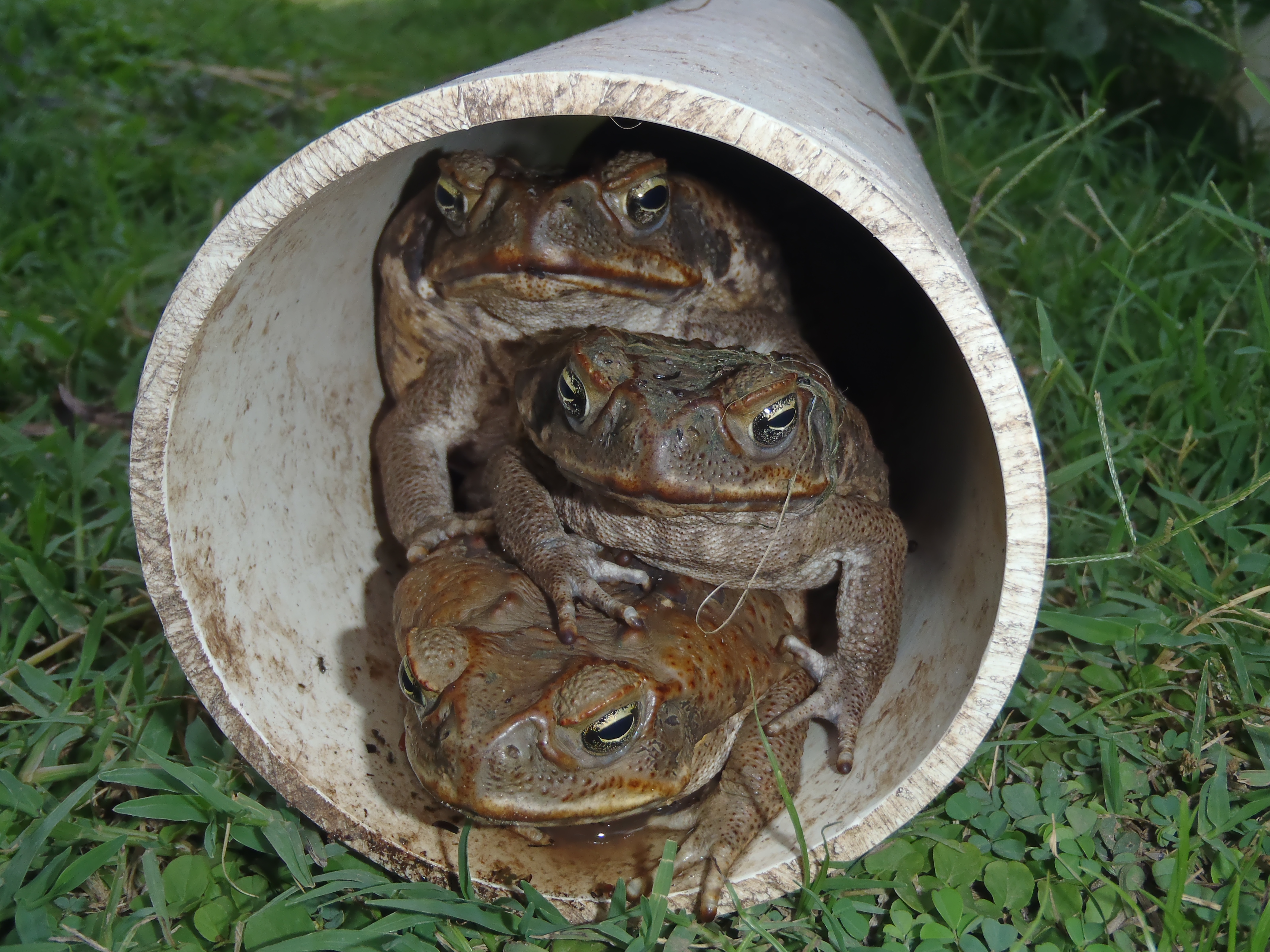 Smithsonian Insider Discovery Australias Invasive Cane Toads Modify Their Bodies To Conquer