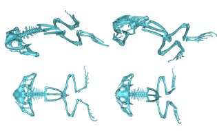 bones