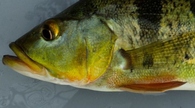 Peacock bass invasion Had devastating, long-term impact on Panama’s Fish