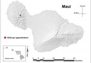 Smithsonian Insider – Newly named, Hawaiian tree species already ...