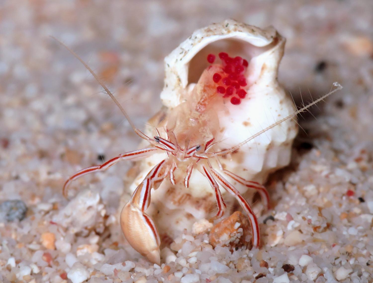 what does a female hermit crab look like