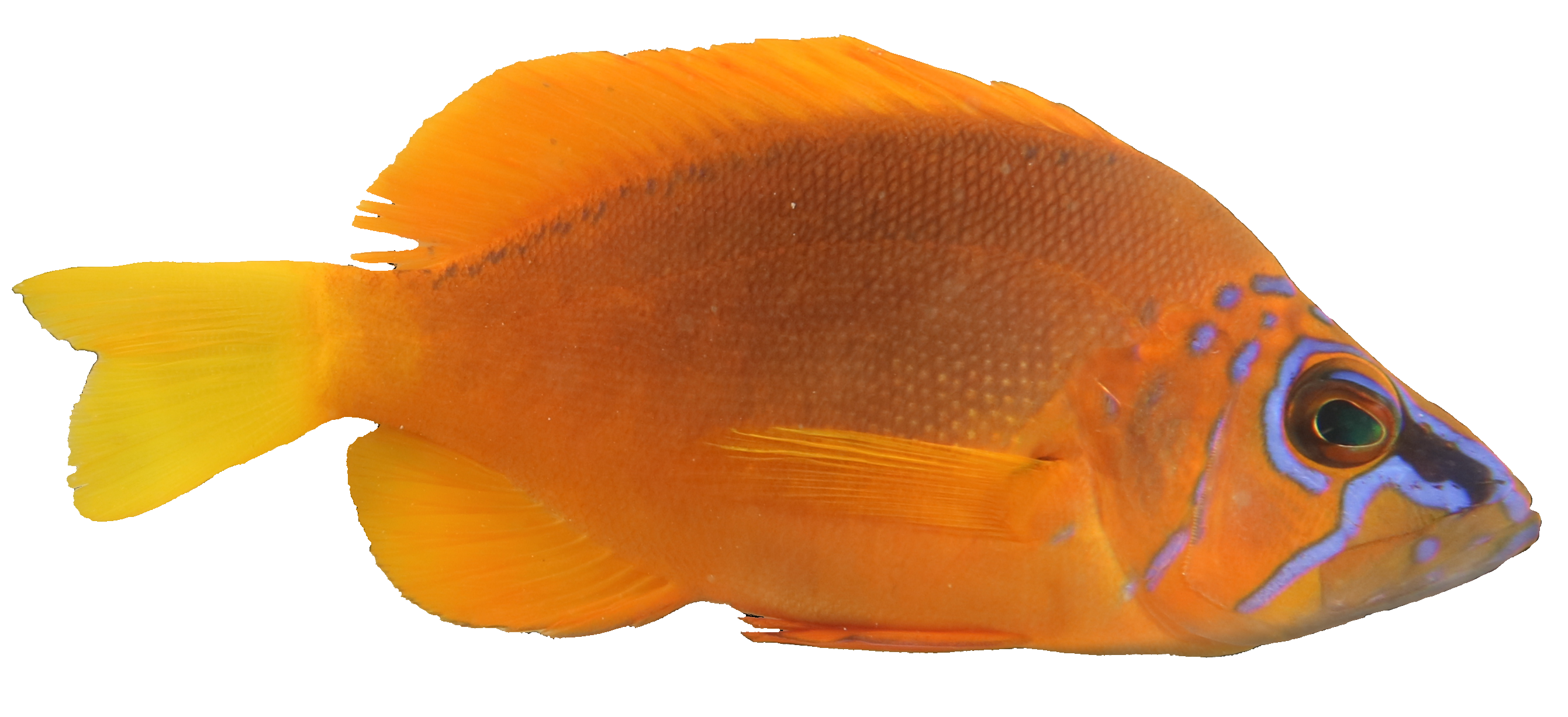 Smithsonian Insider – Simultaneous hermaphrodites: Understanding Speciation  in fish called “hamlets” | Smithsonian Insider