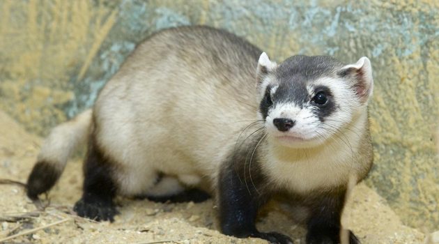 Black-footed ferret (courtesy of the Smithsonian's National Zoological Park)